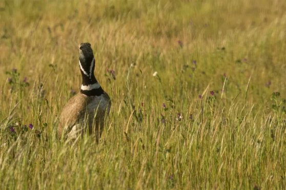 sony_rx10-iii_perdiz