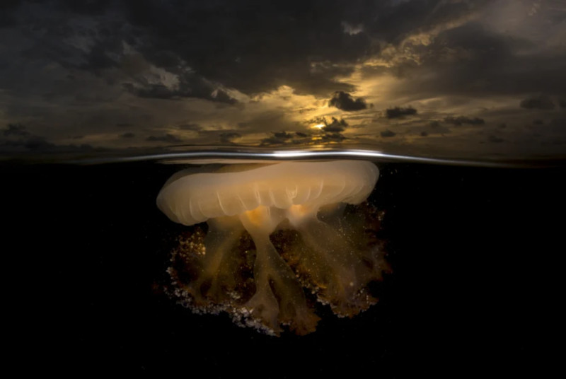 varios_sony_fotografia-finalistas-19